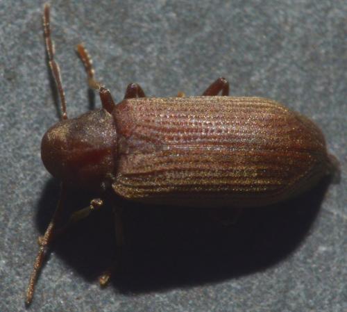 Anobium sp.